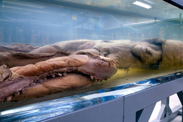 Kraken сайт даркнет